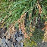 Cymbopogon caesius Flor