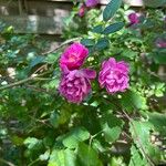 Rosa × damascena Õis