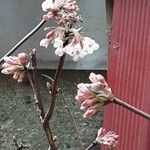 Viburnum × bodnantense Hábito