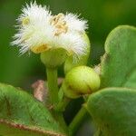 Ximenia americana Fruit
