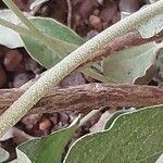 Salvia discolor Écorce