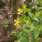 Ixanthus viscosus Flor