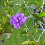 Brunfelsia pauciflora Flower