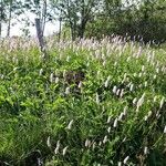 Persicaria bistorta Habit