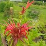 Monarda didymaКвітка