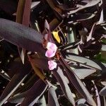 Tradescantia pallidaBloem