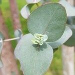 Eucalyptus cinerea 葉