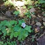 Geranium versicolor Natur