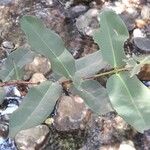 Syzygium lecardii Blatt