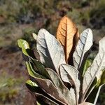 Argophyllum grunowii Leaf