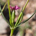 Silene muscipula Likasa