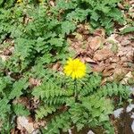 Aposeris foetida Folha