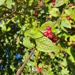 Cotoneaster bullatus ᱡᱚ