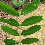 Platypodium elegans Leaf