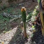 Amorphophallus paeoniifolius Fruit