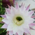 Echinopsis oxygonaKvět