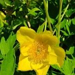 Paeonia ludlowii Çiçek