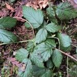 Rubus ursinus Leaf