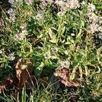 Erigeron strigosus आदत