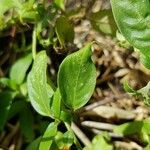 Manettia luteorubra Hoja