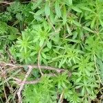 Galium maritimum Leaf