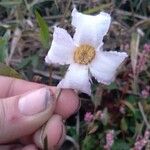 Clematis crispa Flor