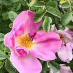 Rosa moyesii 花