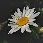 Leucanthemum maximum 花