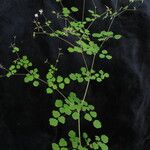 Thalictrum javanicum ശീലം