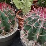 Ferocactus latispinus Habitus