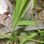 Freesia corymbosa Leaf
