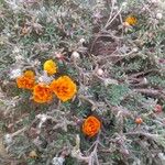 Portulaca grandiflora Anders