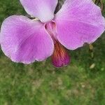 Papilionanthe teres Çiçek