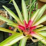 Neoregelia carolinaeЦветок