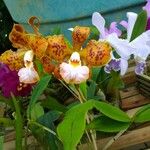 Cattleya velutina