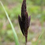 Carex acutiformis Frukt