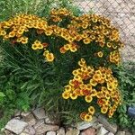 Helenium autumnale Buveinė