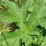 Heracleum lanatum Leaf