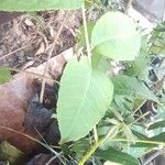 Zanthoxylum gilletii Лист
