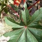 Ricinus communisبرگ