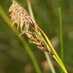 Carex sempervirens Vrucht