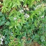 Saponaria officinalis Libunga