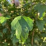 Hibiscus syriacusLeaf