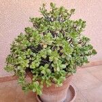 Crassula ovata পাতা