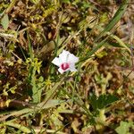 Convolvulus equitans Hábito