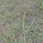 Dichanthium aristatum Flors