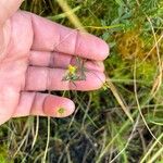 Potentilla erectaBlomst