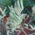 Anigozanthos flavidus Flower