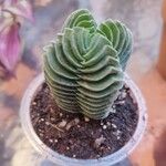 Crassula pyramidalis叶