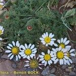 Anacyclus pyrethrum Hábito